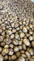 Sprzedam ilości tirowe ziemniaków Colomba z możliwością pakowania w dowolny worek 10, 15, 20kg załatwię dokumenty fito na dowolny...