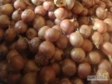 Sprzedam cebulę na Wysadke 30-50 mm zdawa czystą sposób pakowania do uzgodnienia 