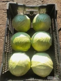 Sprzedam kapustę białą duża ilość kaliber 1kg do 2,5kg