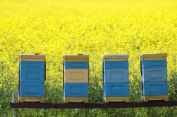 Jeden ul to już pasieka! Musisz ją zarejestrować...