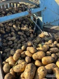 Sprzedam ziemniaki Queen Anna.