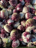 Sprzedam Radicchio pakowane w karton 12szt lub na kg. Ilości paletowe lub całosamochodowe. Cena do uzdgodnienia. Posiadam certyfikaty.