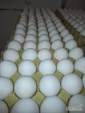 Sprzedam jajka hurt/detal 