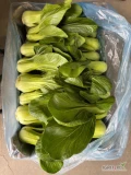 Sprzedam Kapustę Pak choi pakowana w karton 10x2 lub na kg. Ilości paletowe, cena do uzgodniania. Więcej informacji udzielę...