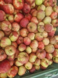 Sprzedam jabłko - suchy przemysł - odmiana RedJonaprince na obierkę/suszenie/musy/soki NFC itp. Jędrność powyżej 8. W skrzyni 95%...