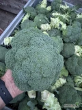 Sprzedam brokuł 500+ 