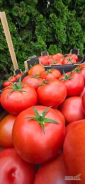Sprzedam pomidora odmiany madano towar exportowy zapraszam