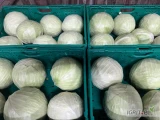 Witam sprzedam kapustę białą -czerwoną-włoską szykowaną w boksie -Eps-worku market .Ale posiadam też kapustę Przemysłową...