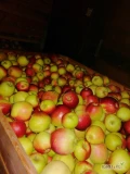 Sprzedam jabłko Ligol, 87 skrzyń 