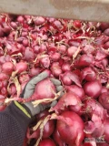 Cebula CZERWONA ,SZALOTKA ,RÓŻOWA na pakowanie i obieranie, ilości tirowe, import, dostawa do klienta, cała Polska, Www.river-onions.nl,