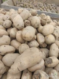Ziemniaki odpadowe ok 6t bez kamieni i zgnitych 