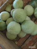 Sprzedam kapustę białą jakość marketowa z chlodni, odmiany zimowe duże ilości kaliber 1-3,5 kg