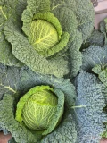 Kapusta włoska. Sprzedam kapustę włoska na sztuki. 6 szt w skrzynkę. 