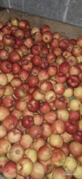 Sprzedam  jonagolda 60 sk jablko w chłodni 