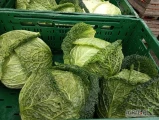 Sprzedam kapustę wloską w lisciu ochronnym główki od 2 do 3.5 kilograma