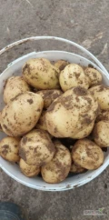 Witam .sprzedam ziemniaki młode duze żółte na obieranie z lekkim parchem