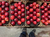 W sezonie 2025/2026 kupię Gala Paskowana, wszystkie sporty, Gala Red, Red Cup, Jerenimo, Red Delicious, Golden, Jonaprince, Idared,...