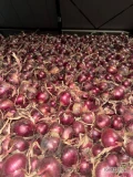 Cebula czerwona na pakowanie i do obierania, 65 l%6+, fazor, red baron, import, dostawa do klienta, 
