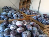 Sprzedam kapustę czerwoną zdrowa z nalotem bez robaka idealna na market ilość tirowe kal. od 1,5 kg do 2,5  kg  opakowanie do...