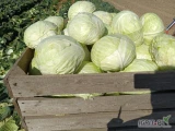 Sprzedam kapustę białą odmiany Novoton do przetwórstwa główki od 2 do 8kg. Cena 0,70gr/kg. Więcej informacji pod numerem telefonu...