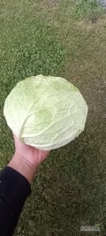 Witam. Oferuję kapustę włoską obraną, bez liścia ochronnego. Waga główki 2-3 kg. Cena i opakowanie do uzgodnienia.