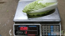 Sprzedam kapustę pekińską 0,4-0,6 kg