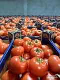 Sprzedam pomidor czerwony rozm BB