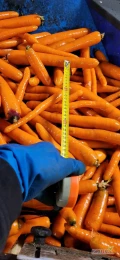 Sprzedam marchew kaliber 2-4