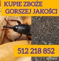 Kupię zboże gorszej jakosci niepełnowartościowe z zapachem,porażone.zanieczyszczone Szybki odbiór gotówka po załadunku Fv. 512 218...