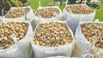 Sprzedam Ziemniaka Mazur.Gruby towar, w big bag lub worek 15kg