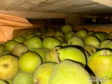 Sprzedam gruszka lukasowka , drugi gatunek na soki itp 