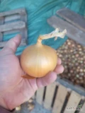 Cebula twarda hysinger. Ladna luska. Kal 50-85