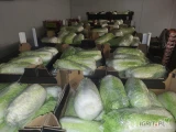 SPRZEDAM KAPUSTĘ PEKIŃSKĄ ,KAPUSTĘ WŁOSKĄ , KAPUSTĘ BIAŁĄ I KAPUSTĘ CZERWONĄ .PRODUKT POLSKI . KONTAKT 518-608-411