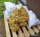 Witam, mam na sprzedaż ziemniaka odmiana Vineta, ziemniaki pakowane w worki 15kG. Kalibraż 50-65mm. Posiadam nr PIORiN.