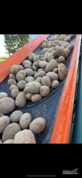 Witam mam do sprzedania ziemniaki jadalne odmiana Jurek soraya i ogoliła ilości hurtowe po wcześniejszym uzgodnieniu 6zl 15 kg 