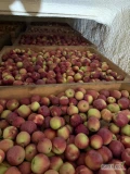 Sprzedam 45 skrzyń Empire jabłka rwane od 6 cm. Za wagę w skrzyni.