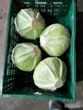 Sprzedam kapustę białą 1-4kg, ilości paletowe. Kapusta z chłodni. tel 503 10 98 98