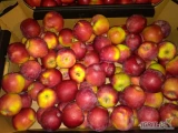Kupię jabłka drobne do 75mm /czerwone,twarde odmiany 10% wybarwienia/  w nasze kartony -1,4 zł/kg