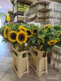 Sprzedam kwiaty słonecznika z własnej uprawy 