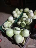 Sprzedam kapustę białą główki 1,5-5kg odmiana Longma. Duże ilości możliwy transport. 
