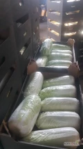 Sprzedam pekińską 0,5-2kg oraz drobną (odsort od handlowej) zdrowa,zielona, badania.