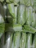 Kupię kapustę pekińską 0,5-1,7kg. Ilości paletowe. tel 503109898