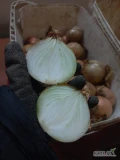 Sprzedam cebulę na obieranie zdrowa w środka w kalibrze 45+ Zapraszam