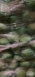 Sprzedam kapustę białą na market kal 1-4kg i na przemysł ilości paletowe 