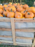 Sprzedam dynie typu Halloween. Odmiana spitfire i Gomez. Kaliber od 1 kg do 1.5 kg. Ilość około 6 ton. Sposób pakowania do uzgodnienia.