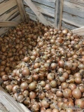 Sprzedam cebule hysinger , kaliber 5,5-8,5 , trzymana w przechowalni z przewiewem , posiadam 130ton fazerowana , dodatkowo 8 ton czerwonej...