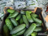 Sprzedam duże ilości ogórka gruntowego do przetwórni 2 jakość w cenie 1,20 zł.Produkt Polski