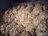 Sprzedam ziemniaka 