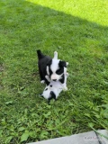 Witam posiadam szczeniaki Border collie z domowej urodzone 1 lipca, pieski są w bardzo dobrej kondycji,zywei pelne energi do odbioru były...