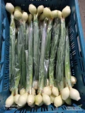 Sprzedam cebulę ze szczypiorem dymkę 120g + 